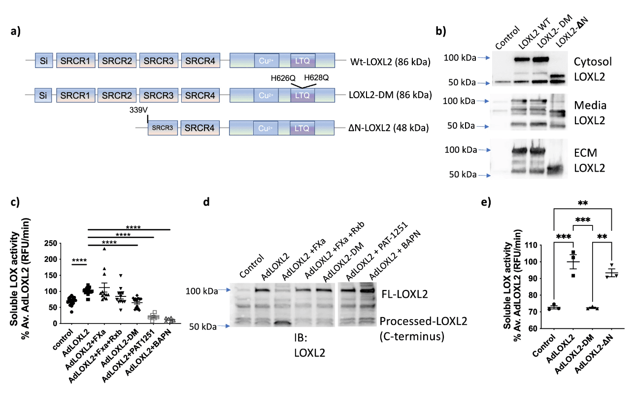Processing by FXa does not influence the activity of soluble LOXL2. a Schematic of LOXL2 mutants used with predicted molecular weights in parenthesis and b representative Western blotting image of HEK293 cells overexpressing WT-LOXL2, LOXL2-DM, and ΔN-LOXL2 by transfection in the cytosol, conditioned media, and ECM. Equal amounts of protein were loaded for the cytosol, and a normalized volume of ECM and conditioned media proteins based on the cytosolic protein concentration were loaded on gels. c LOX activity in conditioned media measured by Amplite Fluorimetric LOX assay kit under indicated conditions. LOX activity was normalized to the average of AdLOXL2 condition. Data are shown as mean ± SEM (n ≥ 6, ****P < 0.0001 by one-way ANOVA). d Representative Western blot of LOXL2 expression in the cell-culture media used for the Amplex Red activity assay. e LOX activity in the cytosolic fraction measured by Amplite Fluorimetric LOX assay kit under indicated conditions. LOX activity was normalized to the average of AdLOXL2 condition. Data are shown as mean ± SEM (n = 3 **p < 0.01, ***p < 0.001 by one-way ANOVA). Source: <b>Lysyl oxidase-like 2 processing by factor Xa modulates its activity and substrate preference</b> by Huilei Wang, Alan Poe, Marta Martinez Yus, Lydia Pak, Kavitha Nandakumar & Lakshmi Santhanam. <em>Communications Biology</em>. April 2023.