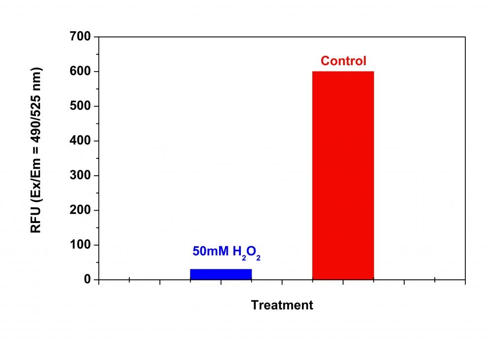 Detection of proteasome activity in Jurkat cells with Amplite® Fluorimetric Proteasome 20S Activity Assay Kit. Jurkat cells were seeded on the same day at 500,000 cells/90 µL/well in a 96-well black wall/clear bottom Costar plate. The cells were treated with or without 50 mM H<sub>2</sub>O<sub>2</sub> for 30 minutes. The proteasome assay loading solution (100 µL/well) was added and incubated in a 5% CO2, 37 °C incubator for 3 hours. The fluorescence intensity was measured at Ex/Em = 490/525 by using a Gemini fluorescent microplate reader (Molecular Devices).
