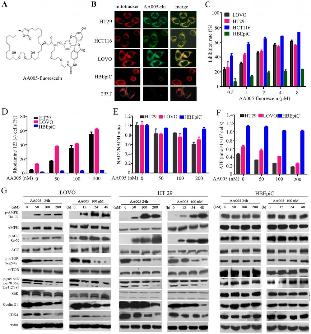 Effects of AA005 on ATP production and AMPK/mTOR signaling pathway. (A) Chemical structure of AA005-fluorescein. (B) The intracellular localization of AA005. The cells were co-incubated with AA005-flu at 100 nM for 12 h, and analyzed by confocal microscopy using a mitotracker (red) to counter-stain mitochondria. (C) MTT assay of LOVO, HT29, HCT116 and HBEpiC cells upon AA005-flu at indicated concentrations for 48 h. (D) AA005 decreases the mitochondrial transmembrane potential of colon cancer cells revealed by increase in Rhodamine 123-negative cells. The cells were treated with AA005 at indicated concentration for 24 h and analyzed by Rhodamine 123 staining and flow cytometry. (E) The cells were treated with or without AA005 at indicated concentration for 24 h, NAD+/NADH ratio was measured using an Amplite<sup>TM</sup> Colorimetric NAD/NADH Assay Kit. (F) The cells were treated with or without AA005 at indicated concentration for 24 h, and ATP content was measured using an ATP Bioluminescence Assay Kit. (G) The cells were treated with AA005 at indicated concentration and time points, lysed, and Western blot analysis was performed using indicated antibodies. Source: Graph from <strong>Identification of an Annonaceous Acetogenin Mimetic, AA005, as an AMPK Activator and Autophagy Inducer in Colon Cancer Cells</strong> by Yong-Qiang Liu et al., <em>PLOS</em>, Oct. 2012.