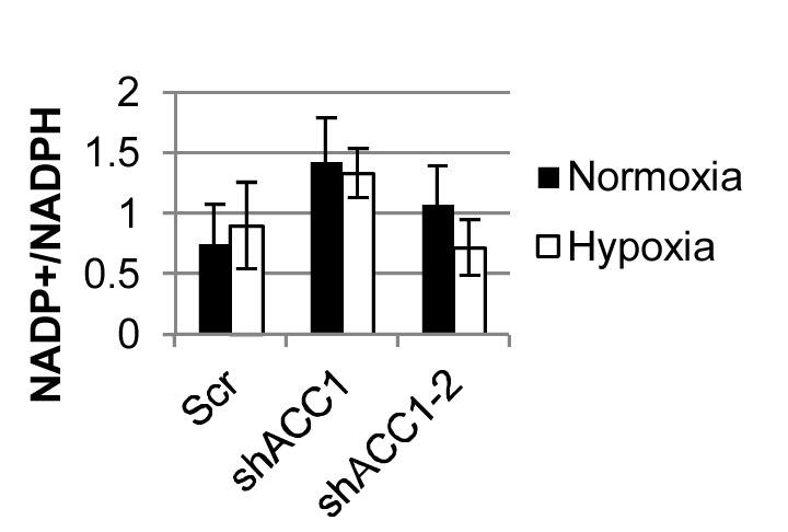 NADP+/NADPH ratio under normoxia and hypoxia in shScr or shACC1 H1975 cells (n = 6). A ratio of NADP+/NADPH was calculated after measuring each molecule separately with the Amplite Fluorimetric NADP/NADPH Ratio Assay Kit from AAT Bioquest, Inc (Sunnyvale, CA). Protocol was conducted as the manufacturer suggested and all values were normalized to protein content, as measured by the Pierce BCA kit, on similarly plated and treated samples done in parallel. Source: Graph from <strong>ACLY and ACC1 Regulate Hypoxia-Induced Apoptosis by Modulating ETV4 via &alpha;-ketoglutarate</strong> by Melissa M. Keenan, et al., <em>PLOS,</em> Oct. 2015.