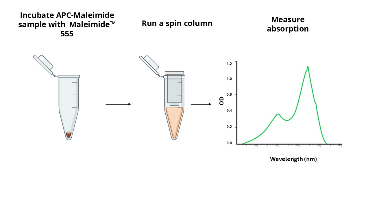 The Amplite® Rapid Colorimetric APC-Maleimide Quantitation Assay Principle.
