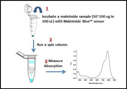 The Amplite® Rapid Colorimetric Maleimide Quantitation Assay Principle.