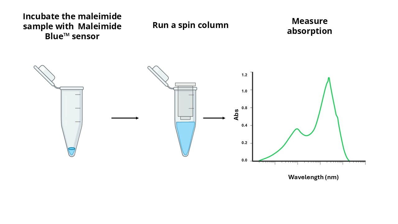 <p>The Amplite® Rapid Colorimetric Maleimide Quantitation Assay Principle.</p>