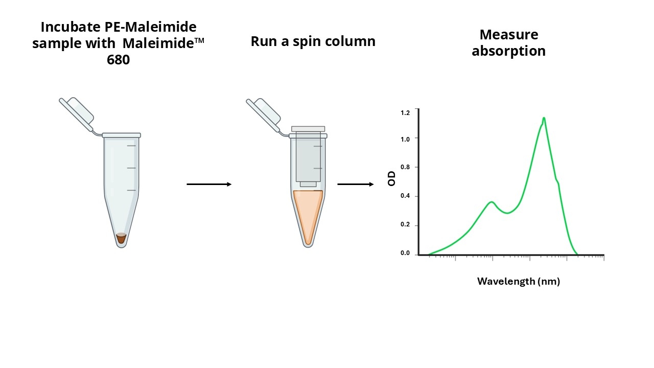 Amplite® Rapid Colorimetric PE-Maleimide Quantitation Assay Principle.