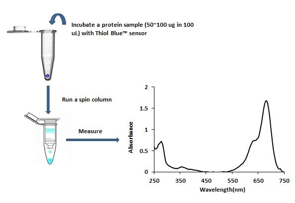 <p>The Amplite® Rapid Colorimetric Thiol Quantitation Assay Principle</p>