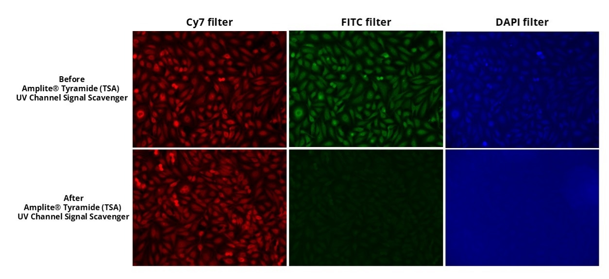 HeLa cells were fixed, permeabilized, and labeled with rabbit anti-Tubulin primary antibody using manufacturer's recommended 1:500 dilution. Amplified staining was then performed using an HRP-labeled Goat anti-Rabbit IgG secondary antibody and Cy7 tyramide (Cat# 11064). To assess the efficacy of the Amplite® Tyramide (TSA) UV Channel Signal Scavenger (Cat# 44500), fluorescence images were captured with Cy7, FITC, and DAPI filters both before and after scavenger treatment. The results show that the Amplite® Tyramide (TSA) successfully quenches the unwanted DAPI and FITC signals while preserving the signal in the Cy7 filter.