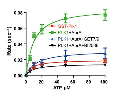 Dimethylation of K191 on PLK1 attenuates its kinase activity. GST-PLK1 was incubated with 6× His-tagged Aurora A plus Bora in the presence of 1 mM SAM for in vitro methylation assay. Kinetics of PLK1 kinase activity in the presence of Aurora A and SET7/9 with increased concentration of ATP. Data represent mean ± SEM from three independent experiments. Source: <b>Methylation of PLK1 by SET7/9 ensures accurate kinetochore–microtubule dynamics</b> by Yu, Ruoying et al., <em>Journal of Molecular Cell Biology</em>, June 2020.