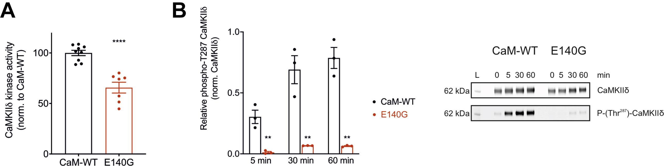 Arrhythmic variant CaM-E140G decreases kinase activity and autophosphorylation of CaMKIIδ. A, quantification of phosphorylation activity of CaMKIIδ using Amplite universal fluorimetric kinase assay kit. (B-left panel), measurement of the relative levels of CaMKIIδ Thr287 autophosphorylation. GST-CaMKIIδ was incubated with CaM variants and ATP for 0 min, 5 min, 15 min, 30 min, and 60 min at room temperature. CaM-WT or CaM-E140G recombinant proteins were used as CaMKIIδ activators. The reaction was terminated using SDS-containing solution, and samples were analyzed by Western blotting and densitometry analysis. (B-right panel), representative blots for CaM-WT and CaM-E140G samples. Phosphorylated proteins (phospho-Thr287 antibody) were normalized to total CaMKIIδ protein (GST antibody). Experiments were performed at least in triplicates. Data are expressed as mean ± s.e.m. Differences between groups were determined using a two-tailed unpaired Student t test. p-values are represented by stars with ∗∗p < 0.01 and ∗∗∗∗p < 0.0001. CaM, calmodulin. Source: <b>Calmodulin variant E140G associated with long QT syndrome impairs CaMKIIδ autophosphorylation and L-type calcium channel inactivation</b>  by Ohm Prakash, Nitika Gupta, Amy Milburn, Liam McCormick, Vishvangi Deugi, Pauline Fisch, Jacob Wyles, N Lowri Thomas, Svetlana Antonyuk, Caroline Dart, and Nordine Helassa. <em>Journal of Biological Chemistry</em>, January 2023.
