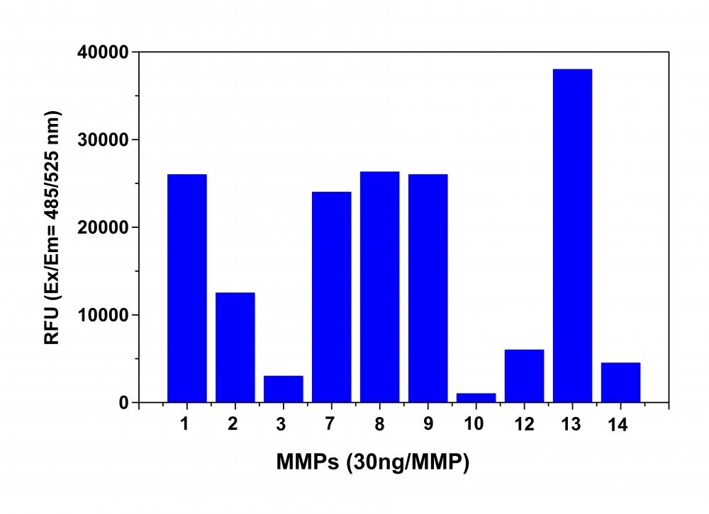Detection of MMPs activity using Amplite® Universal Fluorimetric MMP Activity Assay Kit. The APMA-activated MMPs, 30 ng each, were mixed with MMP Green™ substrate. The fluorescence signal was monitored one hour after starting the the reaction by using a NOVOStar microplate reader (BMG Labtech) with a filter set of Ex/Em = 490/525 nm. The reading from all wells was subtracted with the reading from substrate control, which contains MMP Green™ substrate but no MMPs. The MMP Green™ substrate can detect the activity of sub-nanogram of all MMPs (n=3).
