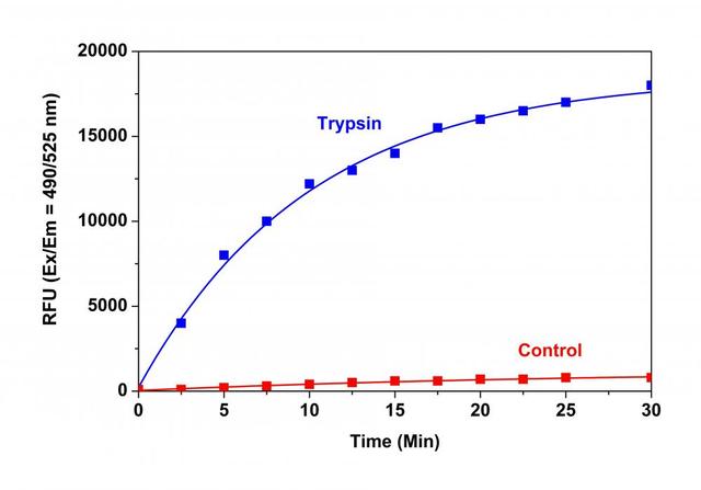 Trypsin protease activity was analyzed by Amplite® Universal Fluorimetric Protease Activity Assay Kit. Protease substrate was incubated with 1 unit trypsin in the kit assay buffer. The control wells had protease substrate only (without trypsin). The fluorescence signal was measured starting from time 0 when trypsin was added. Samples were done in triplicates.