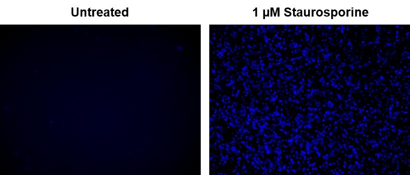 Fluorescence image of Jurkat cells stained with AF350-Annexin V. Jurkat cells were treated without (Left) or with 1 &mu;M staurosporine (Right) in 37 &ordm;C for 4 hours. The fluorescence intensity was measured using a microscope with a DAPI filter set.