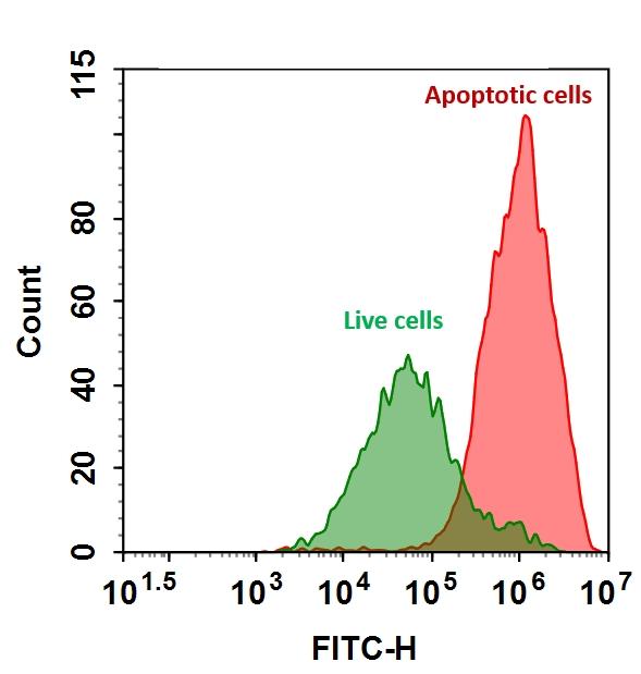The detection of binding activity of AF488-Annexin V conjugate to phosphatidylserine in Jurkat cells. Jurkat cells were treated without (Green) or with 1 &mu;M staurosporine (Red) in 37 &ordm;C for 4 hours, and then labeled with AF488-Annexin V conjugate for 30 minutes. Fluorescence intensity was measured using ACEA NovoCyte flow cytometer in FITC channel.