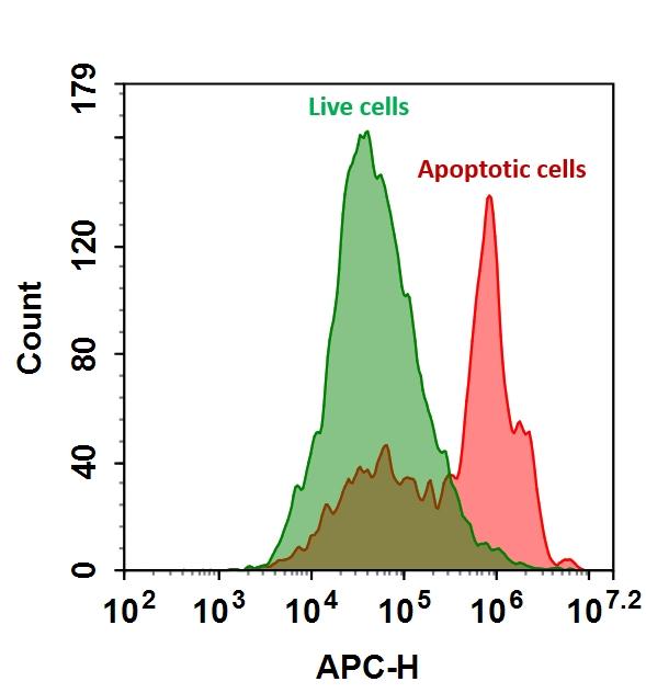 The detection of binding activity of AF594-Annexin V conjugate to phosphatidylserine in Jurkat cells. Jurkat cells were treated without (Green) or with 1 &mu;M staurosporine (Red) in 37 &ordm;C for 4 hours, and then labeled with AF594-Annexin V conjugate for 30 minutes. Fluorescence intensity was measured using ACEA NovoCyte flow cytometer in APC channel.