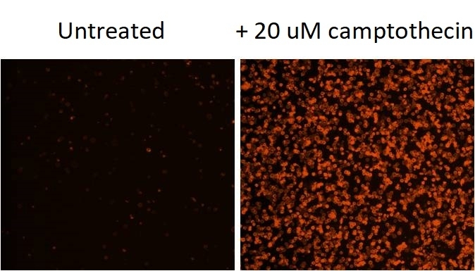 <p>Images of Jurkat cells in a Costar black wall/clear bottom 96-well plate stained with Annexin V-Cy3 conjugate. (Left): Untreated control cells. (Right): Cells treated with 20 uM camptothecin for 5 hours.</p>