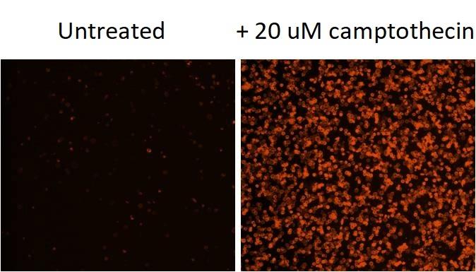 Images of Jurkat cells in a Costar black wall/clear bottom 96-well plate stained with Annexin V-Cy3 conjugate. (Left): Untreated control cells. (Right): Cells treated with 20 uM camptothecin for 5 hours.