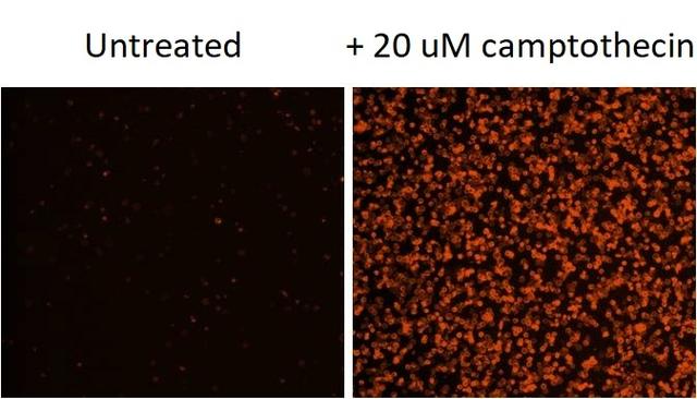 Images of Jurkat cells in a Costar black wall/clear bottom 96-well plate stained with Annexin V-Cy3 conjugate. (Left): Untreated control cells. (Right): Cells treated with 20 uM camptothecin for 5 hours.