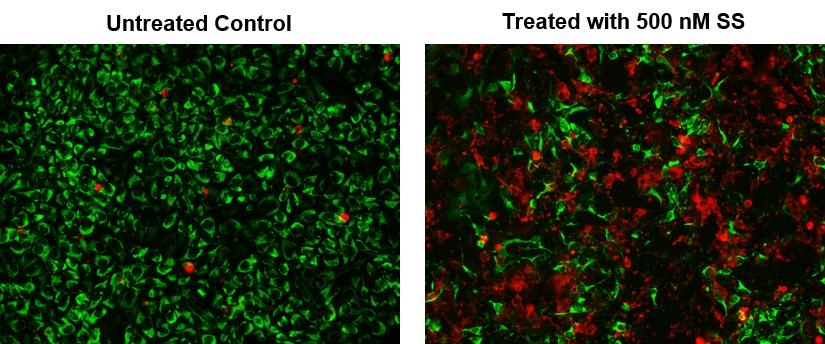 Fluorescence images of HeLa cells labeled with Annexin V-Cy5.5 conjugate (Cat#20067). HeLa cells at 100,000 cells/well/100 µL were seeded overnight in a 96-well black wall/clear bottom plate. Cells were treated with (Right) or without (Left) 500 nM staurosporine (SS) at 37 ºC for 4 hours. Cells were then incubated with Annexin V-Cy5.5 conjugate (Red) and measured using fluorescence microscope with a Cy5 filter. Viable cells were labeled with Cellbrite™ Orange (Shown as Green).