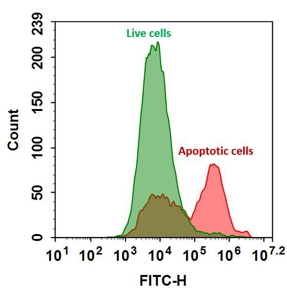 The detection of binding activity of FITC-Annexin V conjugate to phosphatidylserine in Jurkat cells. Jurkat cells were treated without (Green) or with 1 μM staurosporine (Red) in 37 ºC for 4 hours, and then labeled with FITC-Annexin V conjugate for 30 minutes. Fluorescence intensity was measured using ACEA NovoCyte flow cytometer in FITC channel.