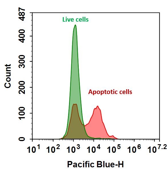 The binding activity of Annexin V-iFluor® 350 conjugate to phosphatidylserine (PS) residues in Jurkat cells. Jurkat cells were treated without (Green) or with 1 μM staurosporine (Red) at 37 °C for 4 hours and then labeled with Annexin V-iFluor® 350 conjugate for 30 minutes. The fluorescence intensity was measured using an ACEA NovoCyte flow cytometer in the Pacific Blue channel.