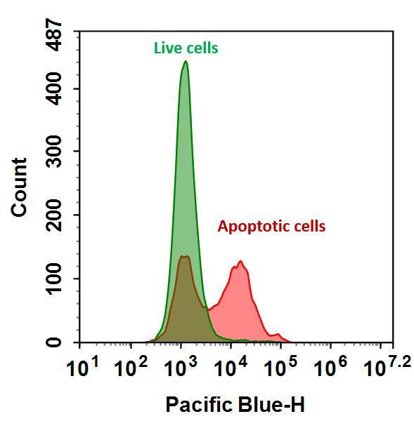 The detection of binding activity of Annexin V-iFluor® 350 conjugate to phosphatidylserine in Jurkat cells. Jurkat cells were treated without (Green) or with 1 μM staurosporine (Red) in 37 ºC for 4 hours, and then labeled with Annexin V-iFluor® 350 conjugate for 30 minutes. Fluorescence intensity was measured using ACEA NovoCyte flow cytometer in Pacific Blue channel.