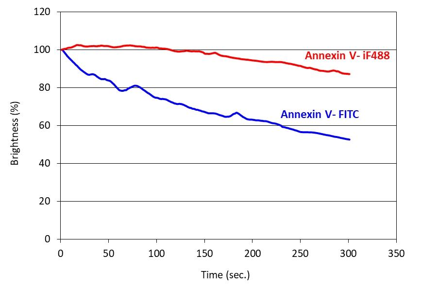 Photostability of Annexin V-iFluor™ 488 (Red) and Annexin V-FITC (Blue). Jurkat cells were treated with 1 µM  staurosporine in a 37 °C, 5% CO2 incubator for 4-5 hours and then stained with Annexin V conjugate for 30min. The cells were continuously exposed to microscope (Keyence BZ-X710) excitation light source with a FITC filter for 5 min. Images were captured every second for 5 minutes, and total fluorescence intensity was normalized to the intenisty at 0 s. 