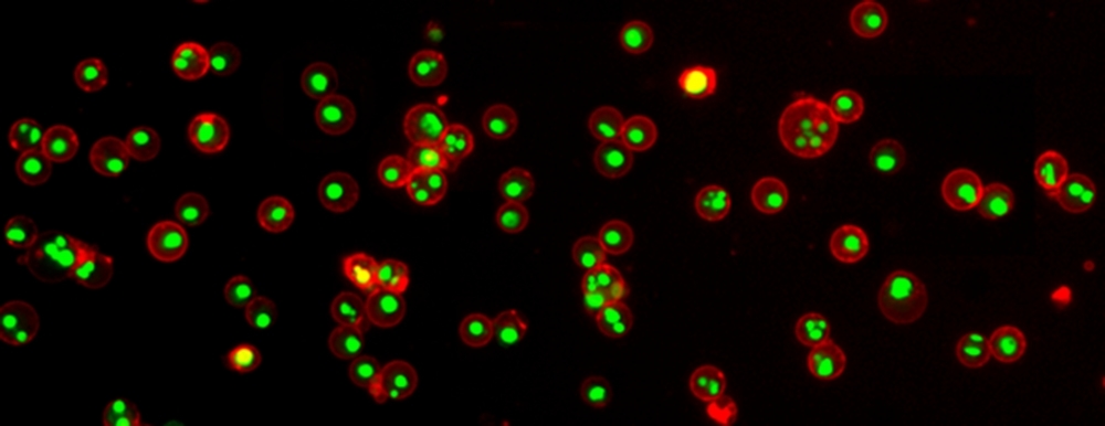 Jurkat cells were treated with 1 µM staurosporine for 4 hours to induce apoptosis. Following treatment, cells were stained with Annexin V-iFluor® 555 conjugate (Cat No. 20072). Nuclei were labeled with Nuclear Green™ DCS1 (Cat No. 17550). Images were acquired on a confocal microscope.
