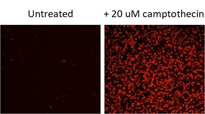 Images of Jurkat cells in a Costar black wall/clear bottom 96-well plate stained with Annexin V-iFluor® 594 conjugate. (Left): Untreated control cells. (Right): Cells treated with 20 µM camptothecin for 5 hours.