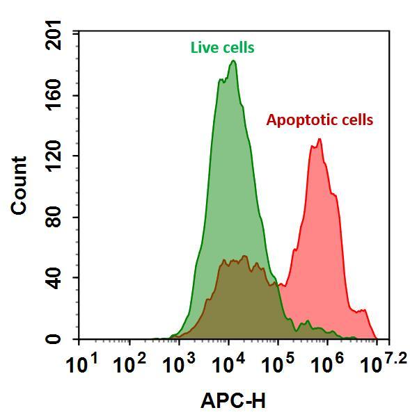 The detection of binding activity of Annexin V-iFluor® 633 conjugate to phosphatidylserine in Jurkat cells. Jurkat cells were treated without (Green) or with 1 μM staurosporine (Red) in 37 ºC for 4 hours, and then labeled with Annexin V-iFluor® 633 conjugate for 30 minutes. Fluorescence intensity was measured using ACEA NovoCyte flow cytometer in APC channel.