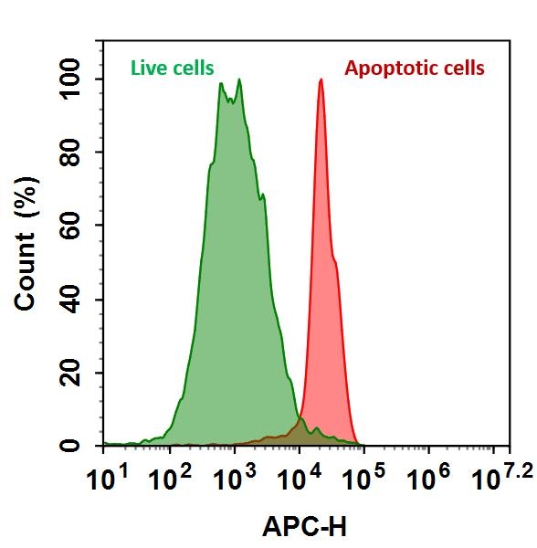 <p>The detection of binding activity of Annexin V-iFluor® 700 to phosphatidylserine in Jurkat cells. Jurkat cells were treated without (Green) or with 1 μM staurosporine (Red) at 37 ºC for 4 hours, and then labeled with Annexin V-iFluor® 700 conjugate for 30 minutes. Fluorescence intensity was measured using ACEA NovoCyte flow cytometer in APC channel.</p>