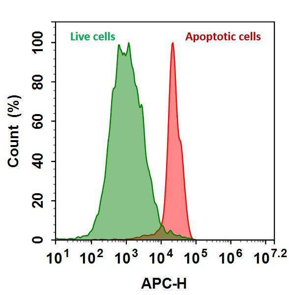 The detection of binding activity of Annexin V-iFluor® 700 to phosphatidylserine in Jurkat cells. Jurkat cells were treated without (Green) or with 1 μM staurosporine (Red) at 37 ºC for 4 hours, and then labeled with Annexin V-iFluor® 700 conjugate for 30 minutes. Fluorescence intensity was measured using ACEA NovoCyte flow cytometer in APC channel.