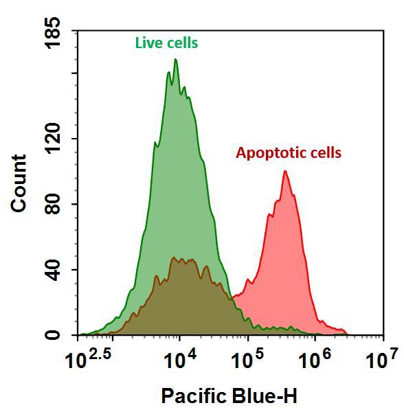 The detection of binding activity of Annexin V-mFluor&trade; Violet 450 conjugate&nbsp;to phosphatidylserine in Jurkat cells. Jurkat cells were treated without (Green) or with 1 &mu;M staurosporine (Red) in 37 &ordm;C for 4 hours, and then labeled with Annexin V-mFluor&trade; Violet 450 conjugate for 30 minutes. Fluorescence intensity was measured using ACEA NovoCyte flow cytometer in Pacific Blue channel.