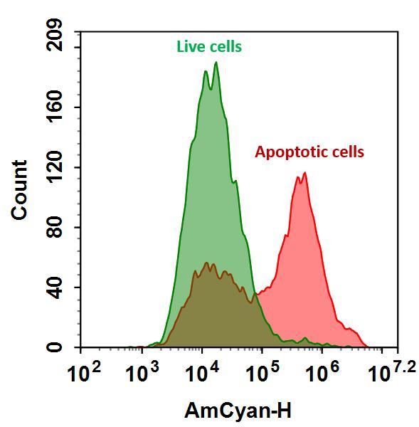 The detection of binding activity of Annexin V-mFluor™ Violet 510 conjugate to phosphatidylserine in Jurkat cells. Jurkat cells were treated without (Green) or with 1 μM staurosporine (Red) at 37 °C for 4 hours and then labeled with Annexin V-mFluor™ Violet 510 conjugate for 30 minutes. Fluorescence intensity was measured using an ACEA NovoCyte flow cytometer in the AmCyan channel.