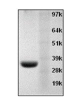 <p>10 ug pure annexin V was loaded onto 10% NuPAGE.</p>