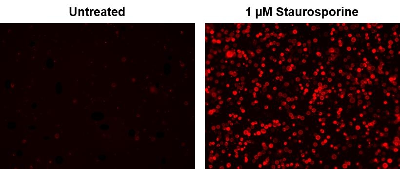 <p>Fluorescence image of Jurkat cells stained with TRITC-Annexin V. Jurkat cells were treated without (Left) or with 1 μM staurosporine (Right) in 37 ºC for 4 hours. The fluorescence intensity was measured using a fluorescence microscope with TRITC filter set.</p>