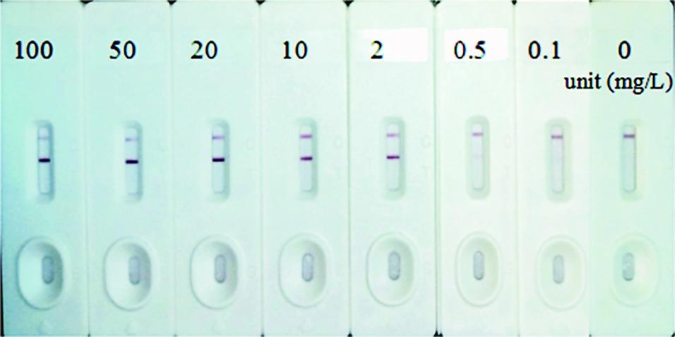 Semi-quantitative detection of CRP protein in colloidal gold immunochromatogragphic assay: a set of CRP calibrators with concentrations of 0, 0.1, 0.5, 2, 10, 20, 50 and 100 mg/L were detected using an LFIA platform. The capture antibody was stripped on the nitrocellulose membrane, and the detection antibody was conjugated to colloidal gold. The best selected mAb combination is (capture-detection): Cat# V100150 (Clone 6) &ndash; Cat# V100150 (Clone 5).