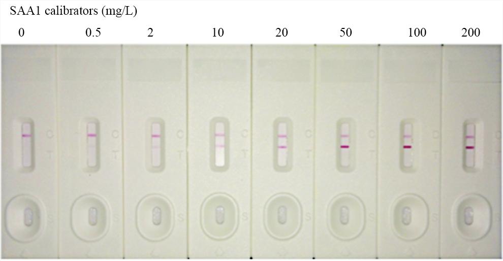 Semi-quantitative detection of SAA1 protein in colloidal gold immunochromatogragphic assay (GICA): a set of SAA1 calibrators with the concentration of 0, 0.5, 2, 10, 20, 50, 100 and 200 mg/L was detected on a LFIA platform using two anti-SAA1 monoclonal antibodies from AAT Bioquest. The capture antibodies were stripped on the nitrocellulose membrane, and the detection antibodies were conjugated to colloidal gold. The best selected MAb combination for the development of semi-quantitative human SAA1immunoassays is (capture-detection): Cat# V100140 (Clone 2) - Cat# V100140 (Clone 5).