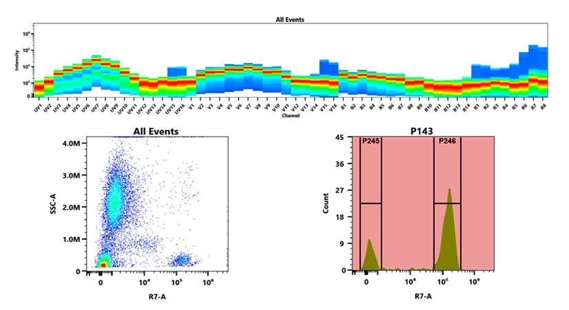 (Top) Spectral emission profiles generated using four spatially offset lasers (355 nm, 405 nm, 488 nm, and 640 nm). Each laser produced a distinct emission pattern, and their combination yielded the composite spectral signature. (Bottom) Flow cytometry analysis of whole blood stained with APC/Cy7 Anti-human CD3 Antibody *SK7*. The fluorescence signal was monitored using an Cytek Aurora flow cytometer in the specific R7-A channel.