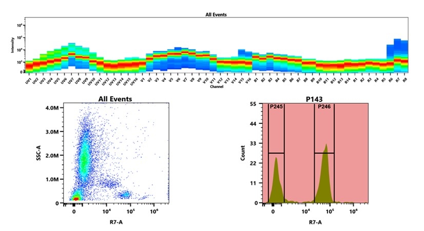 (Top) Spectral emission profiles generated using four spatially offset lasers (355 nm, 405 nm, 488 nm, and 640 nm). Each laser produced a distinct emission pattern, and their combination yielded the composite spectral signature. (Bottom) Flow cytometry analysis of whole blood stained with APC/Cy7 Anti-human CD3 Antibody *UCHT1*. The fluorescence signal was monitored using an Cytek Aurora flow cytometer in the specific R7-A channel.