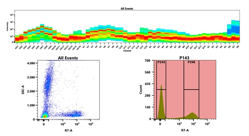 (Top) Spectral emission profiles generated using four spatially offset lasers (355 nm, 405 nm, 488 nm, and 640 nm). Each laser produced a distinct emission pattern, and their combination yielded the composite spectral signature. (Bottom) Flow cytometry analysis of whole blood stained with APC/Cy7 Anti-human CD7 Antibody *HIT7*. The fluorescence signal was monitored using an Cytek Aurora flow cytometer in the specific R7-A channel.