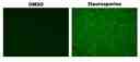 The detection of caspase 3/7 activity in Jurkat cells with ApoSight&trade; Green Caspase 3/7 substrate. Jurkat cells (200,000 cells/well/ 96-well plate) were treated with 1 &mu;M Staurosporine or DMSO for 4 hours. Cells were incubated with Caspase 3/7 Substrate working solution at 37&deg;C for 1 hour. Images were taken with a fluorescence microscope using a FITC filter set.