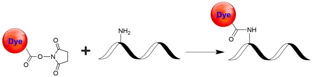 Fluorescent ATTO dye NHS esters (or succinimidyl esters) are the most popular tool for conjugating ATTO dyes to a peptide, protein, antibody, amino-modified oligonucleotide or nucleic acid. NHS esters react readily with the primary amines (R-NH<sub>2</sub>) of proteins, amine-modified oligonucleotides, and other amine-containing molecules. The resulting dye conjugates are quite stable.