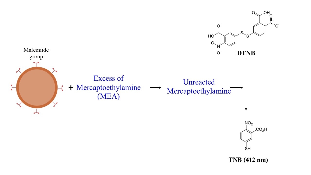 Working principle of Beadlite™ Rapid Colorimetric Maleimide Quantitation Kit for Nanoparticles (#5533).