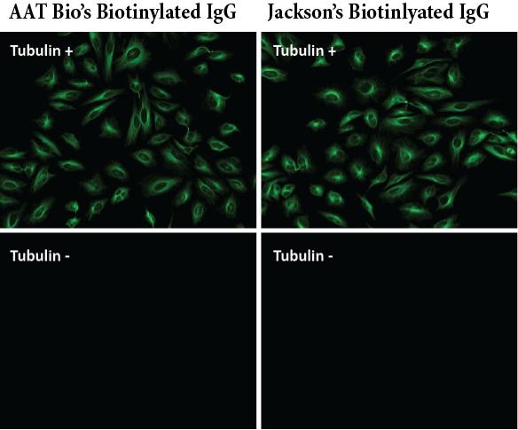 <p>Image comparison of HeLa cells. HeLa cells were incubated with (Tubulin+) or without (Tubulin-) mouse anti-tubulin followed by AAT's biotinylated goat anti-mouse IgG (H&L) (Left, Cat# 16729) or Jackson's biotinylated goat anti-mouse IgG conjugate (Right). At the end, cells were incubated with AAT's iFluor 488-streptavidin conjugate (Cat# 16955).</p>