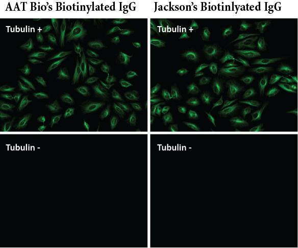 Image comparison of HeLa cells. HeLa cells were incubated with (Tubulin+) or without (Tubulin-) mouse anti-tubulin followed by AAT's biotinylated goat anti-mouse IgG (H&amp;L) (Left, Cat# 16729) or Jackson's biotinylated goat anti-mouse IgG conjugate (Right). At the end, cells were incubated with AAT's iFluor 488-streptavidin conjugate (Cat# 16955).