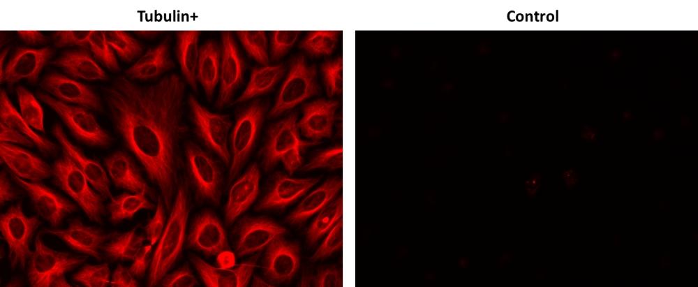 Image of HeLa cells. HeLa cells were incubated with (Tubulin+) or without (Control) rabbit anti-tubulin, followed by biotinylated goat anti-rabbit IgG (H&L) (Cat# 16794) stain, and finally visualized with iFluor® 555-streptavidin conjugate (Cat# 16959).