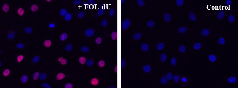 S-phase HeLa cells were detected with Bucculite™ FdU Cu-Free Cell Proliferation Fluorescence Imaging Kit (Cat#22320). HeLa cells at 50,000 cells/well/100 μL were seeded overnight in a 96-well black wall/clear bottom plate. Cells were treated with FOL-FdU at 37 ºC for 3 hours, and fixed with Methanol/PBS (90/10).  After fixation, cells were stained with iFluor® 647-MTA for 30min in staining buffer, and then washed three times with 1X washing Buffer. 100µL 5 µg/ml Hoechst 33342 solution in 1X Washing Buffer were added to each well and the fluorescence images were visualized with Cy5 filter for S phase cells (Red) and with DAPI filter nuclear for all cells (Blue).