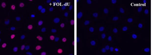 S-phase HeLa cells were detected with Bucculite™ FdU Cu-Free Cell Proliferation Fluorescence Imaging Kit (Cat#22320). HeLa cells at 50,000 cells/well/100 μL were seeded overnight in a 96-well black wall/clear bottom plate. Cells were treated with FOL-FdU at 37 ºC for 3 hours, and fixed with Methanol/PBS (90/10).  After fixation, cells were stained with iFluor® 647-MTA for 30min in staining buffer, and then washed three times with 1X washing Buffer. 100µL 5 µg/ml Hoechst 33342 solution in 1X Washing Buffer were added to each well and the fluorescence images were visualized with Cy5 filter for S phase cells (Red) and with DAPI filter nuclear for all cells (Blue).