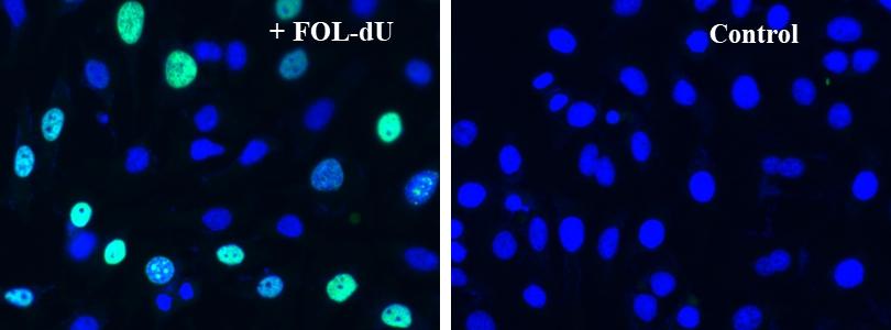S-phase HeLa cells were detected with Bucculite™ FdU-Cu Free Cell Proliferation Fluorescence Imaging Kit (Cat#22305). HeLa cells at 50,000 cells/well/100 μL were seeded overnight in a 96-well black wall/clear bottom plate. Cells were treated with FOL-FdU at 37 ºC for 3 hours, and fixed with Methanol/PBS (90/10).  After fixation, cells were stained with iFluor® 488-MTA for 30min in staining buffer, and then washed three times with 1X washing Buffer. 100µL 5 µg/ml Hoechst 33342 solution in 1X Washing Buffer were added to each well and the fluorescence images were visualized with FITC filter for S phase cells (Green) and with DAPI filter nuclear for all cells (Blue).