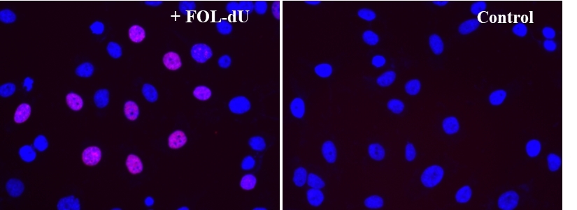 S-phase HeLa cells were detected with Bucculite™ FdU Cu Free Cell Proliferation Fluorescence Imaging Kit (Cat#22315). HeLa cells at 50,000 cells/well/100 μL were seeded overnight in a 96-well black wall/clear bottom plate. Cells were treated with FOL-FdU at 37 ºC for 3 hours, and fixed with Methanol/PBS (90/10).  After fixation, cells were stained with iFluor® 555-MTA for 30min in staining buffer, and then washed three times with 1X washing Buffer. 100µL 5 µg/ml Hoechst 33342 solution in 1X Washing Buffer were added to each well and the fluorescence images were visualized with TRITC filter for S phase cells (Red) and with DAPI filter nuclear for all cells (Blue).