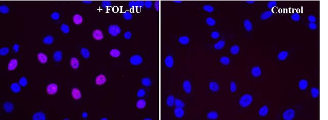 S-phase HeLa cells were detected with Bucculite™ FdU Cu Free Cell Proliferation Fluorescence Imaging Kit (Cat#22315). HeLa cells at 50,000 cells/well/100 μL were seeded overnight in a 96-well black wall/clear bottom plate. Cells were treated with FOL-FdU at 37 ºC for 3 hours, and fixed with Methanol/PBS (90/10).  After fixation, cells were stained with iFluor® 555-MTA for 30min in staining buffer, and then washed three times with 1X washing Buffer. 100µL 5 µg/ml Hoechst 33342 solution in 1X Washing Buffer were added to each well and the fluorescence images were visualized with TRITC filter for S phase cells (Red) and with DAPI filter nuclear for all cells (Blue).